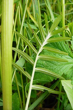 Valeriana pratensis subsp. pratensis \ Wiesen-Arznei-Baldrian / Meadow Valerian, D Lampertheim 12.5.2014