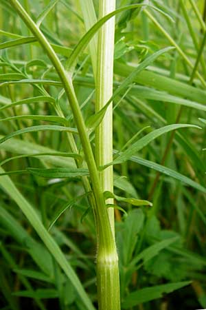 Valeriana pratensis subsp. pratensis \ Wiesen-Arznei-Baldrian / Meadow Valerian, D Lampertheim 12.5.2014