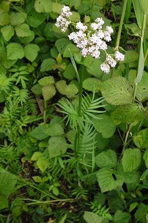 Valeriana pratensis subsp. pratensis \ Wiesen-Arznei-Baldrian / Meadow Valerian, D Lampertheim 12.5.2014