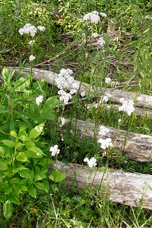 Valeriana pratensis subsp. pratensis \ Wiesen-Arznei-Baldrian / Meadow Valerian, D Pfalz, Speyer 21.5.2014