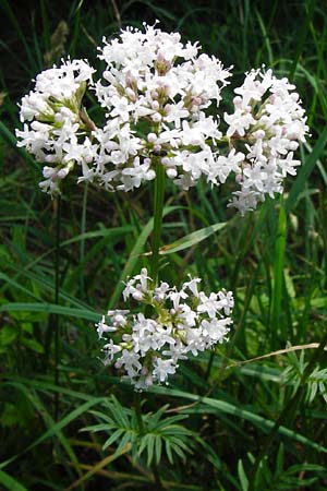 Valeriana pratensis subsp. pratensis \ Wiesen-Arznei-Baldrian / Meadow Valerian, D Weinheim an der Bergstraße 1.6.2014
