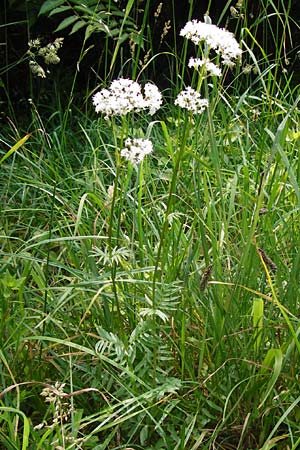 Valeriana pratensis subsp. pratensis \ Wiesen-Arznei-Baldrian / Meadow Valerian, D Weinheim an der Bergstraße 1.6.2014