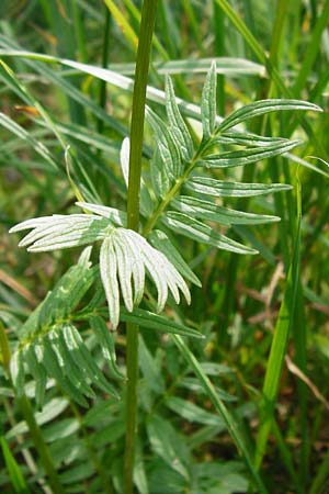 Valeriana pratensis subsp. pratensis \ Wiesen-Arznei-Baldrian / Meadow Valerian, D Weinheim an der Bergstraße 1.6.2014