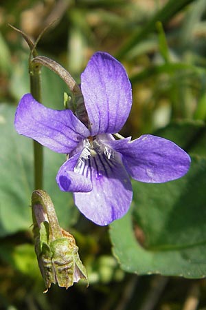 Viola x bavarica \ Veilchen-Hybride / Hybrid Violet, D Kempten 22.5.2009
