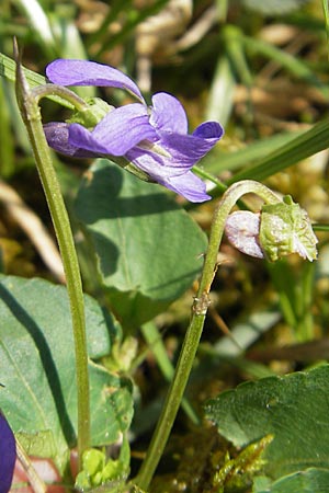 Viola x bavarica \ Veilchen-Hybride / Hybrid Violet, D Kempten 22.5.2009