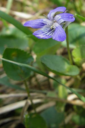 Viola x bavarica \ Veilchen-Hybride / Hybrid Violet, D Kempten 22.5.2009