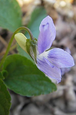 Viola riviniana \ Hain-Veilchen / Common Dog Violet, D Hirschhorn 23.4.2010