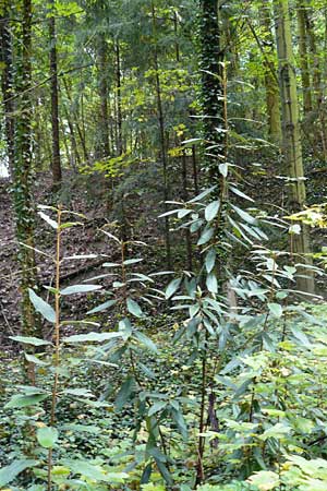 Viburnum rhytidophyllum \ Runzelbl�ttriger Schneeball / Wrinkled Viburnum, D Alsbach 21.9.2014