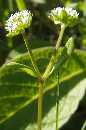 Valerianella rimosa \ Gefurchter Feld-Salat / Broad-Fruited Corn Salad, D Sinsheim 4.5.2012