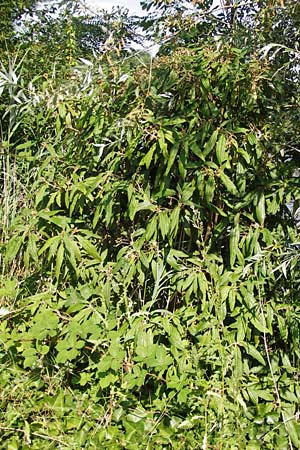 Viburnum rhytidophyllum \ Runzelbl�ttriger Schneeball / Wrinkled Viburnum, D Bruchsal 25.7.2013