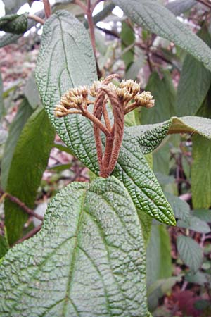 Viburnum rhytidophyllum \ Runzelbl�ttriger Schneeball / Wrinkled Viburnum, D Hirschhorn 18.3.2014