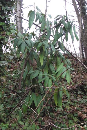 Viburnum rhytidophyllum \ Runzelbl�ttriger Schneeball / Wrinkled Viburnum, D Hirschhorn 18.3.2014