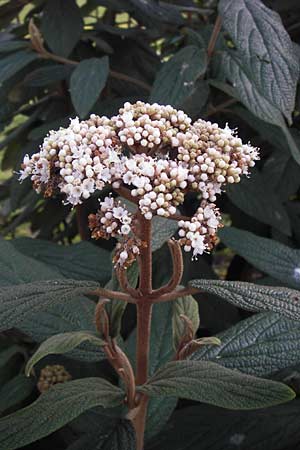 Viburnum rhytidophyllum \ Runzelbl�ttriger Schneeball / Wrinkled Viburnum, D Mannheim 19.3.2014