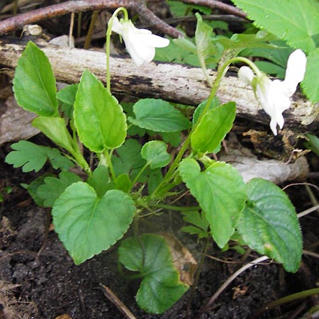 Viola reichenbachiana \ Wald-Veilchen / Early Dog Violet, D Wertingen-Binswangen 1.4.2014