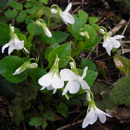 Viola reichenbachiana \ Wald-Veilchen / Early Dog Violet, D Wertingen-Binswangen 1.4.2014