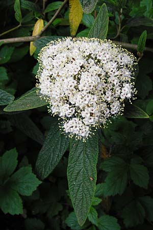 Viburnum rhytidophyllum \ Runzelbl�ttriger Schneeball / Wrinkled Viburnum, D Frankfurt-Hausen 26.4.2014