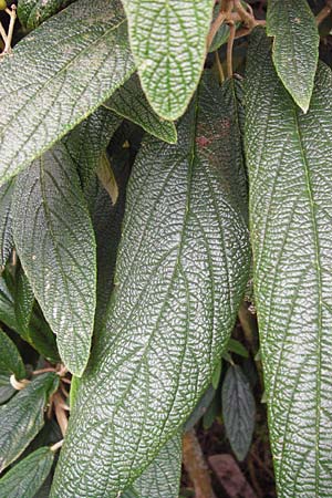 Viburnum rhytidophyllum \ Runzelbl�ttriger Schneeball / Wrinkled Viburnum, D Mainz 3.8.2014