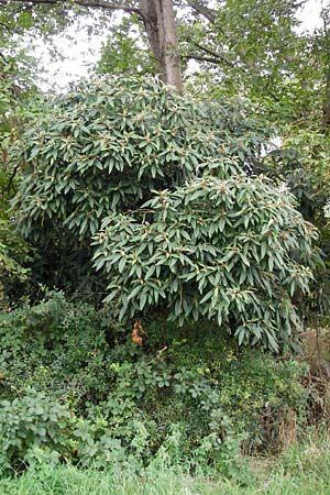 Viburnum rhytidophyllum \ Runzelbl�ttriger Schneeball / Wrinkled Viburnum, D Mainz 3.8.2014