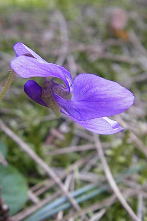 Viola suavis \ Blau-Veilchen, Duftendes Veilchen / Russian Violet, D Babenhausen 10.4.2010