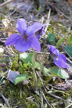 Viola suavis \ Blau-Veilchen, Duftendes Veilchen / Russian Violet, D Babenhausen 10.4.2010