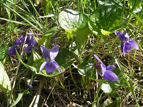 Viola suavis \ Blau-Veilchen, Duftendes Veilchen / Russian Violet, D Babenhausen 10.4.2010