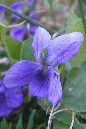 Viola suavis \ Blau-Veilchen, Duftendes Veilchen / Russian Violet, D Babenhausen 10.4.2010