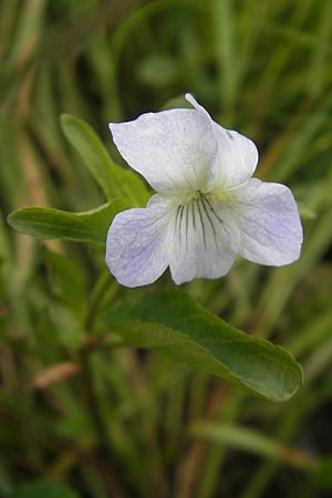 Viola stagnina \ Pfirsichblttriges Moor-Veilchen / Fen Violet, D Eppertshausen 12.6.2010