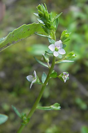 Veronica catenata \ Blasser Gauchheil-Ehrenpreis, Roter Wasser-Ehrenpreis / Pink Water Speedwell, D Groß-Gerau 21.9.2011