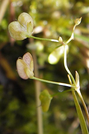 Veronica scutellata \ Schild-Ehrenpreis / Marsh Speedwell, D Kehl 28.7.2012