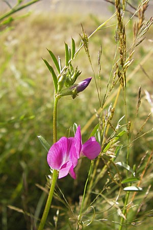 Vicia angustifolia \ Schmalblttrige Futter-Wicke / Narrow-Leaved Vetch, D Dieburg 2.7.2013