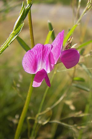 Vicia angustifolia \ Schmalblttrige Futter-Wicke / Narrow-Leaved Vetch, D Dieburg 2.7.2013