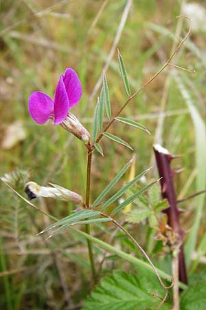 Vicia angustifolia \ Schmalblttrige Futter-Wicke / Narrow-Leaved Vetch, D Wetzlar 26.4.2014