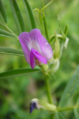 Vicia segetalis \ Korn-Wicke, Getreide-Wicke / Narrow-Leaved Common Vetch, D Rauenberg 22.5.2014