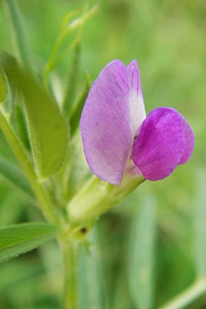 Vicia segetalis \ Korn-Wicke, Getreide-Wicke / Narrow-Leaved Common Vetch, D Rauenberg 22.5.2014