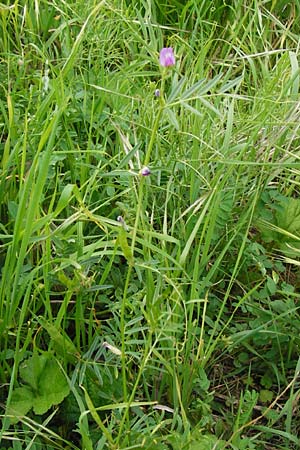 Vicia segetalis \ Korn-Wicke, Getreide-Wicke / Narrow-Leaved Common Vetch, D Rauenberg 22.5.2014