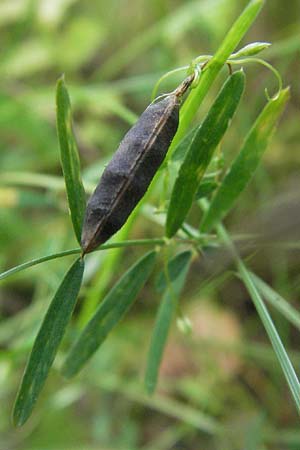 Ervum tetraspermum \ Viersamige Wicke / Smooth Tare, D Bensheim 6.7.2007