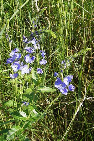 Veronica teucrium \ Groer Ehrenpreis / Large Speedwell, D Nördlingen 23.5.2009