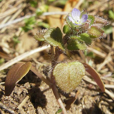 Veronica hederifolia subsp. triloba / Ivy-Leaved Speedwell, D Seeheim an der Bergstraße 2.4.2011