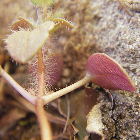 Veronica hederifolia subsp. triloba / Ivy-Leaved Speedwell, D Seeheim an der Bergstraße 2.4.2011