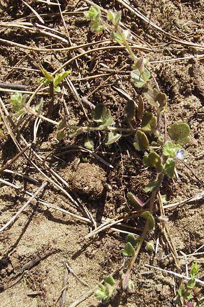Veronica hederifolia subsp. triloba / Ivy-Leaved Speedwell, D Seeheim an der Bergstraße 2.4.2011