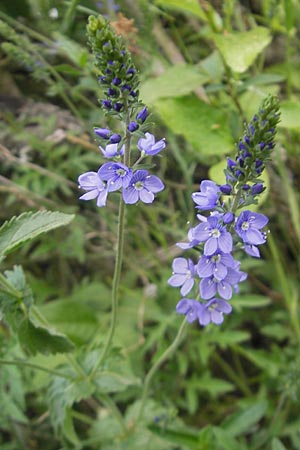 Veronica teucrium \ Groer Ehrenpreis / Large Speedwell, D Kraichtal-Oberöwisheim 3.5.2011