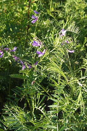 Vicia tenuifolia \ Feinblttrige Wicke / Fine-Leaved Vetch, D Walldürrn 30.5.2011