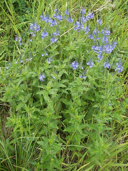 Veronica teucrium \ Groer Ehrenpreis / Large Speedwell, D Wellheim im Urdonautal 6.6.2012