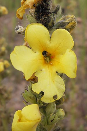 Verbascum speciosum \ Pracht-Knigskerze / Hungarian Mullein, D Heidelberg 2.8.2012