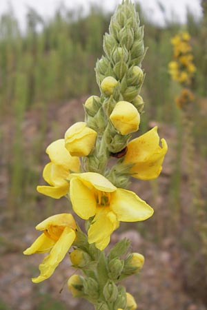 Verbascum speciosum \ Pracht-Knigskerze / Hungarian Mullein, D Heidelberg 2.8.2012