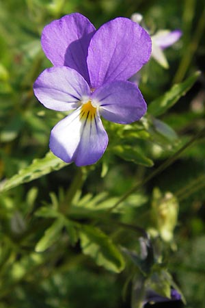 Viola tricolor \ Wildes Stiefmtterchen / Heartsease, Wild Pansy, D Rhön, Milseburg 6.7.2013