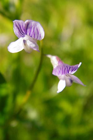 Ervum tetraspermum \ Viersamige Wicke / Smooth Tare, D Langgöns 17.5.2014