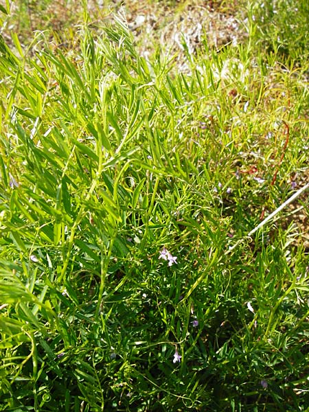 Ervum tetraspermum \ Viersamige Wicke / Smooth Tare, D Langgöns 17.5.2014