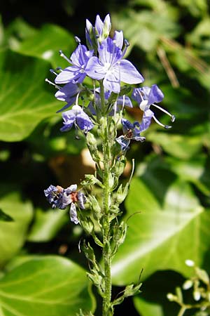 Veronica teucrium \ Groer Ehrenpreis / Large Speedwell, D Abensberg 13.6.2014