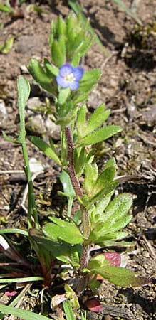 Veronica verna \ Frhlings-Ehrenpreis / Spring Speedwell, D Rheinhessen, Frei-Laubersheim 26.4.2008